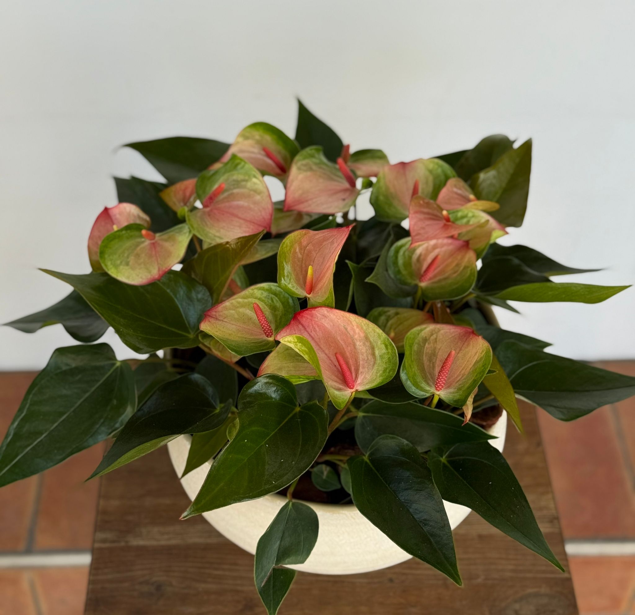 אנטוריומים ורודים בכלי לבן דמוי אבן אנטוריומים ורודים בכלי לבן דמוי אבן