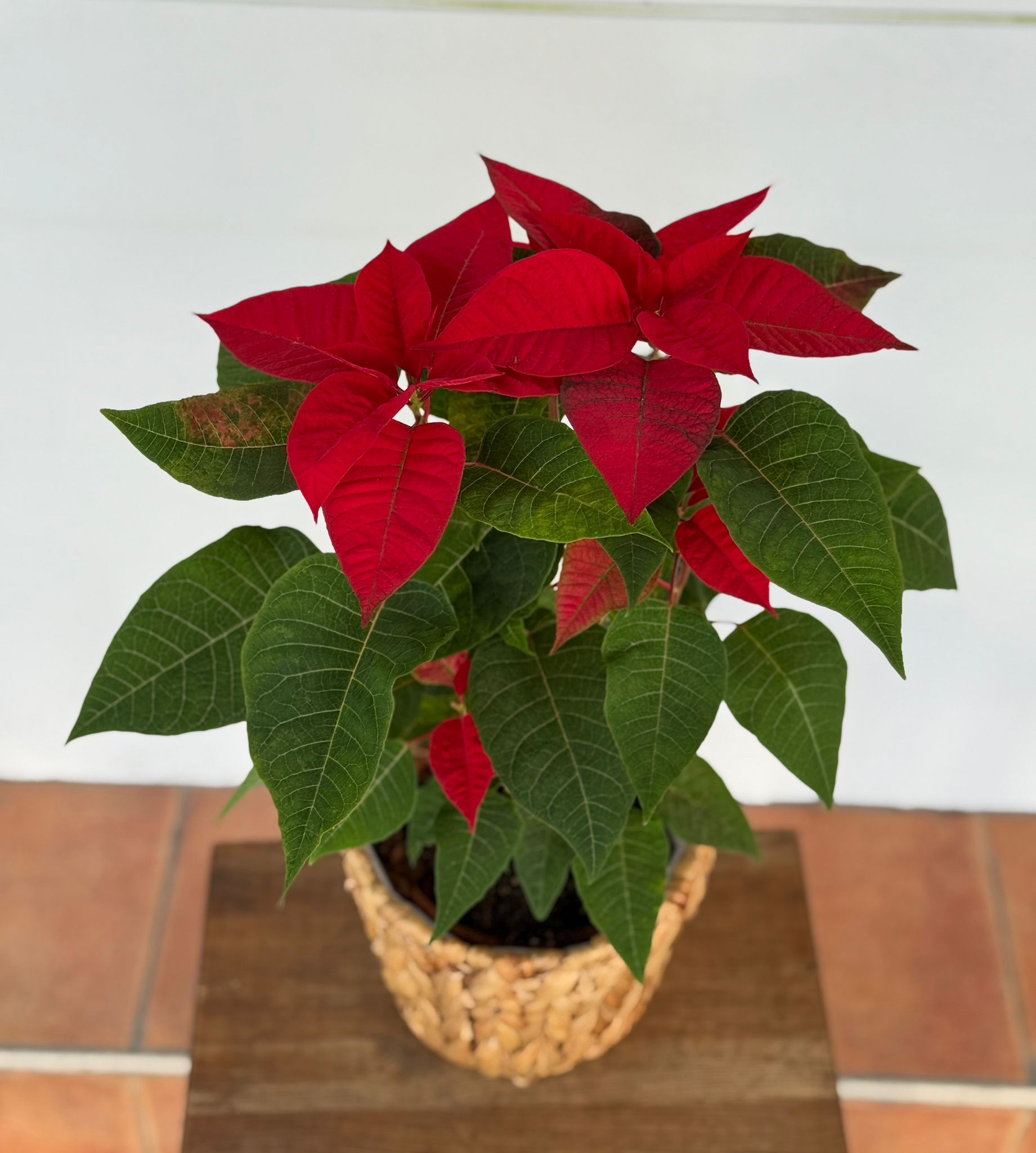 עציץ חלבלוב אדום בסלסלה עציץ חלבלוב אדום בסלסלה